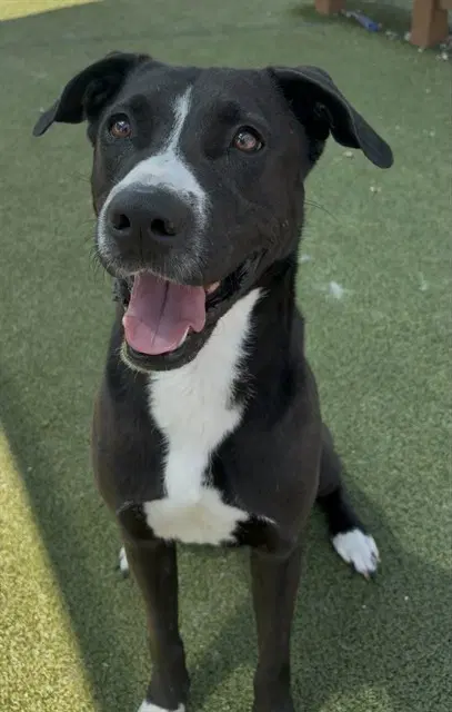 Sebastian - Staffordshire Bull Terrier
