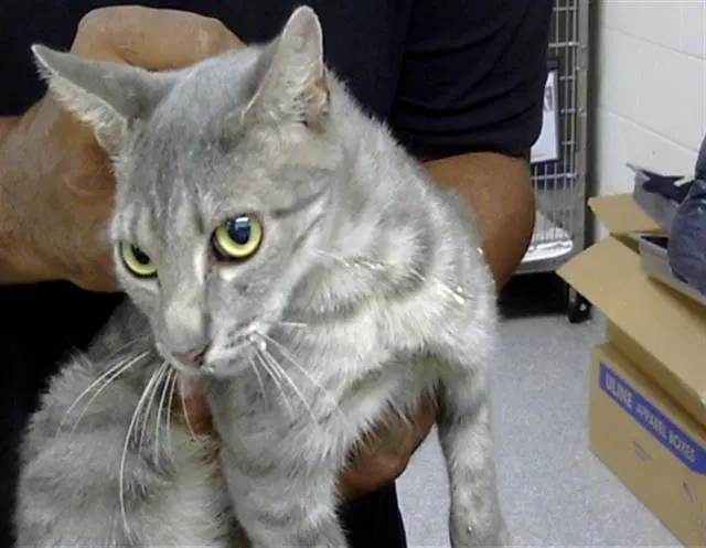 Cora - Domestic Short Hair
