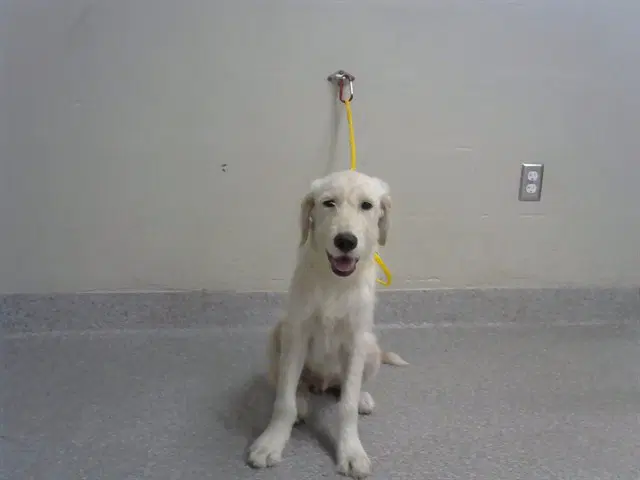 Unknown - Labrador Retriever