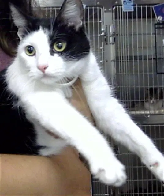 Abi - Domestic Short Hair