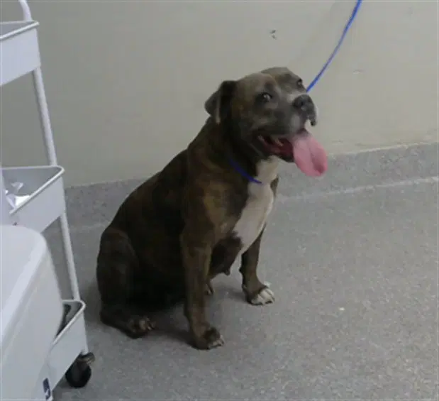 Nyla - American Staffordshire Terrier