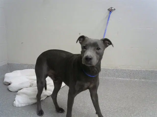 Archie - Whippet