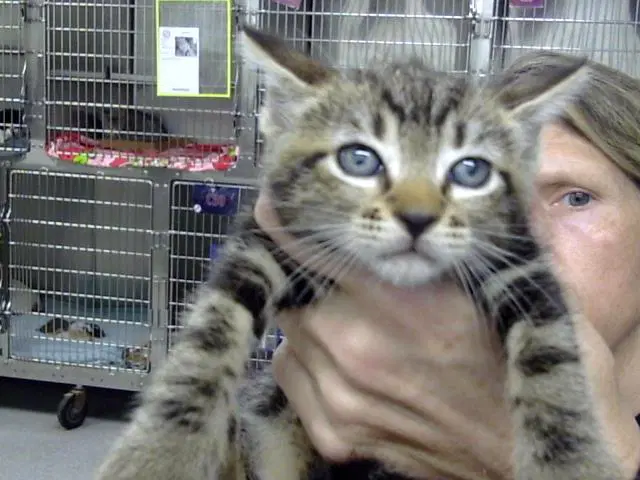 Unknown - Domestic Short Hair