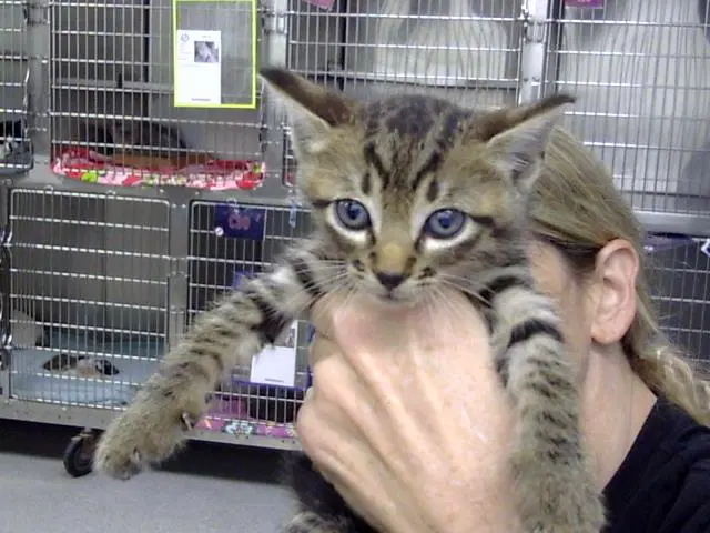 Unknown - Domestic Short Hair