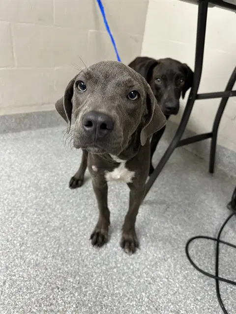 Elektra - American Pit Bull Terrier