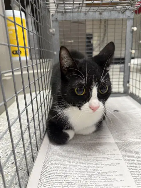 Unknown - Domestic Short Hair