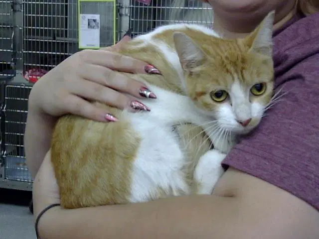 Unknown - Domestic Short Hair