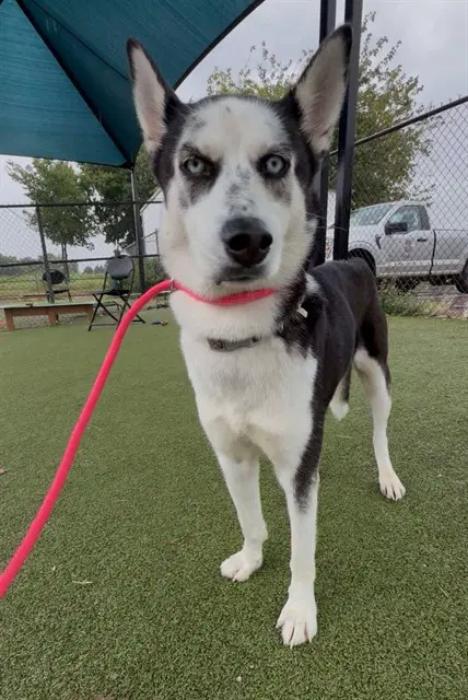 Pepper - Siberian Husky