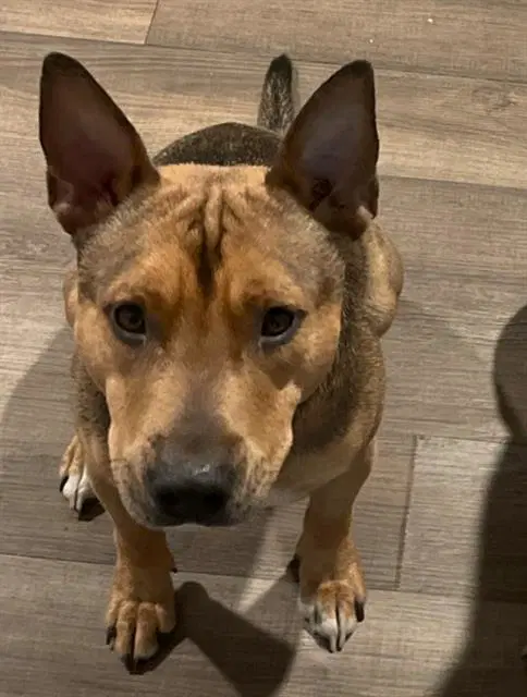 Rex - Staffordshire Bull Terrier