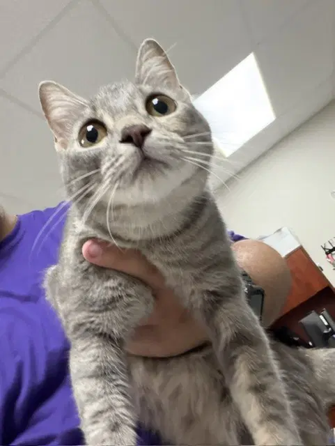 Unknown - Domestic Short Hair