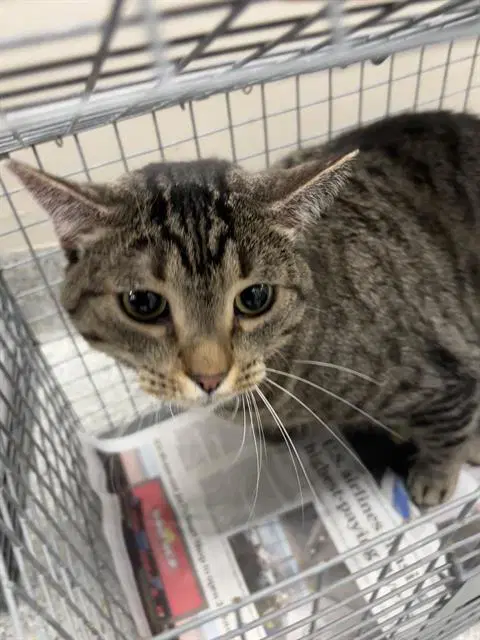 Leo - Domestic Short Hair