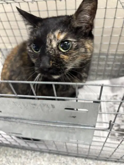 Mina - Domestic Short Hair