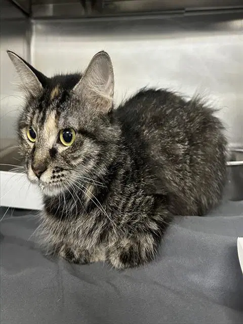 Unknown - Domestic Medium Hair