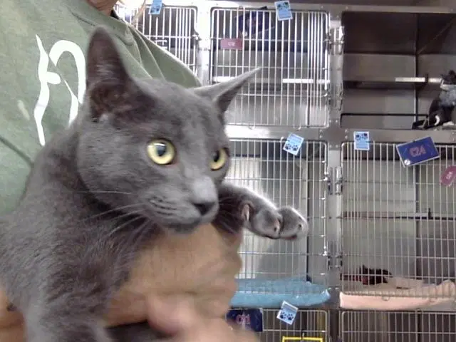 Bylan - Domestic Short Hair