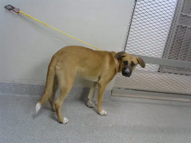 Tiff - Black Mouth Cur
