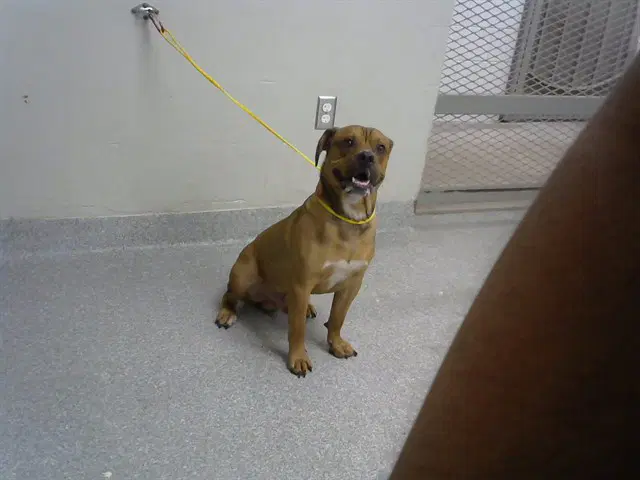 Unknown - Chinese Shar-Pei