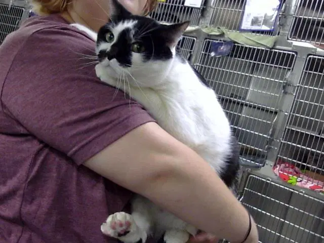 Gordito - Domestic Short Hair