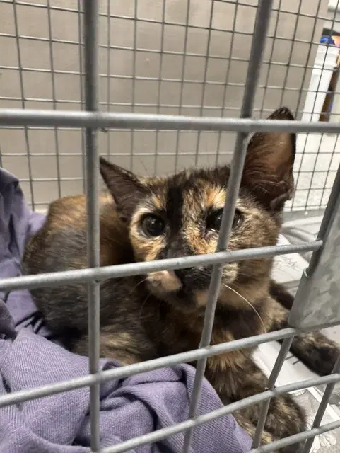 Unknown - Domestic Short Hair