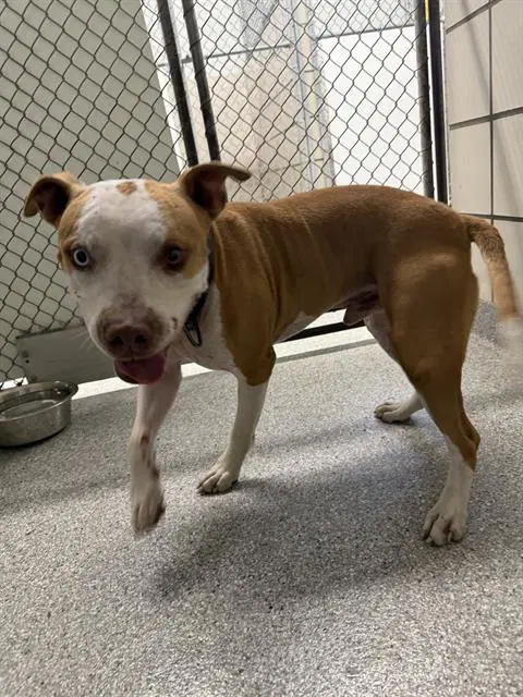 Moises - American Pit Bull Terrier