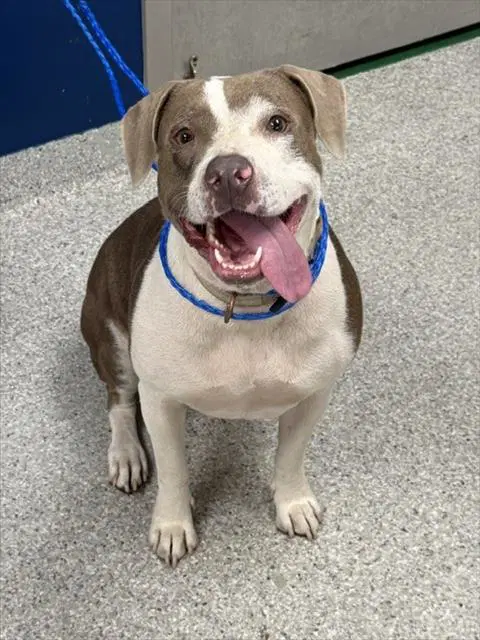 Fiona - American Pit Bull Terrier