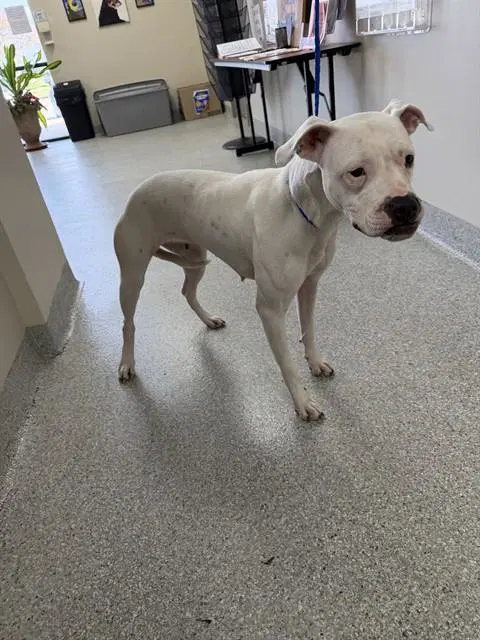 Snowie - Boxer