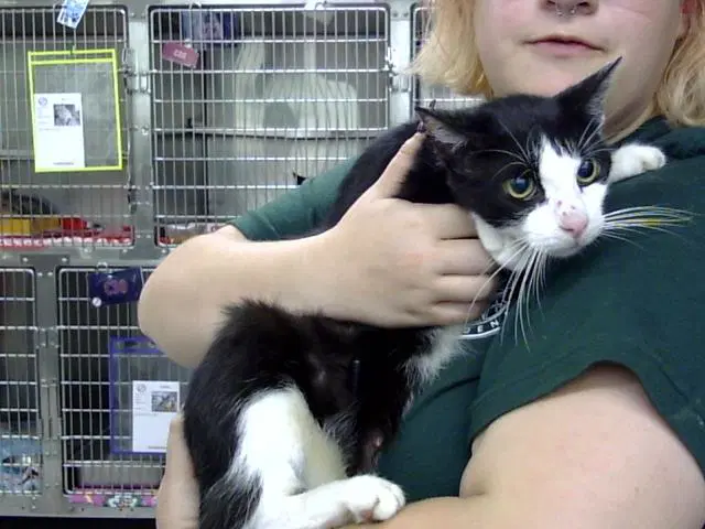Unknown - Domestic Short Hair