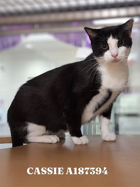 Cassie - Domestic Short Hair