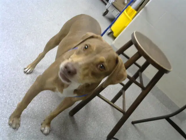 Unknown - Labrador Retriever