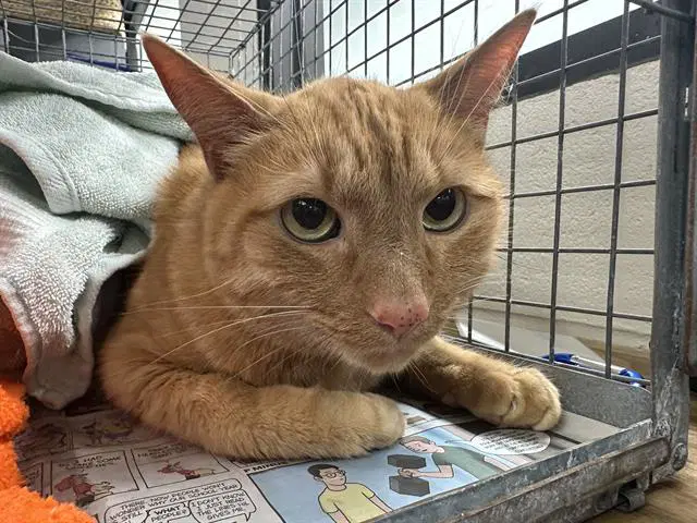 Unknown - Domestic Medium Hair