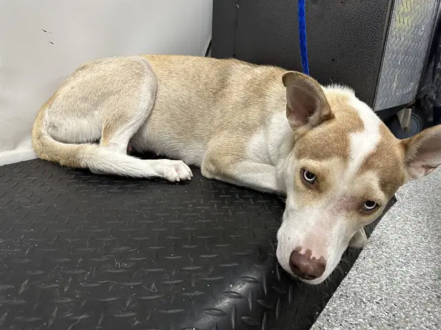 Unknown - Siberian Husky