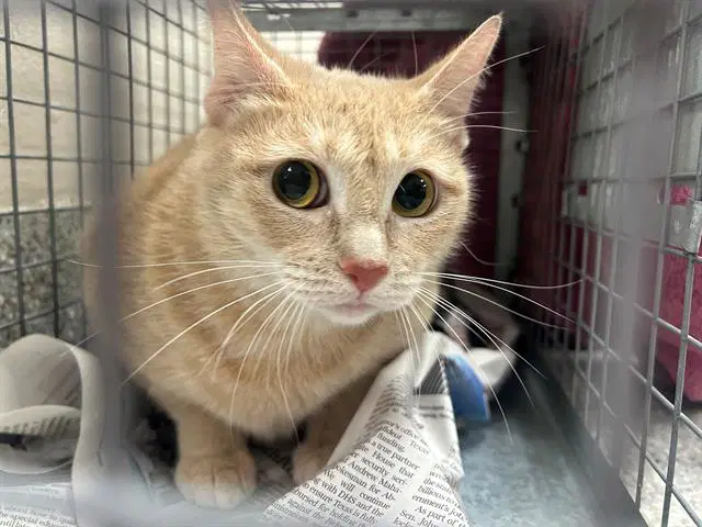 Unknown - Domestic Short Hair