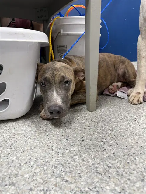 Potato - American Pit Bull Terrier
