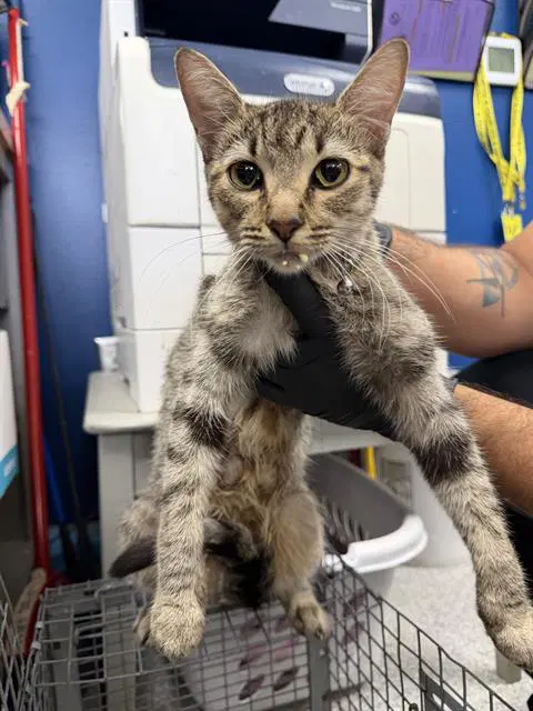 Lulu - Domestic Short Hair