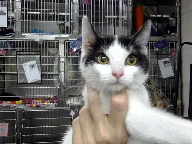 Jesse - Domestic Short Hair