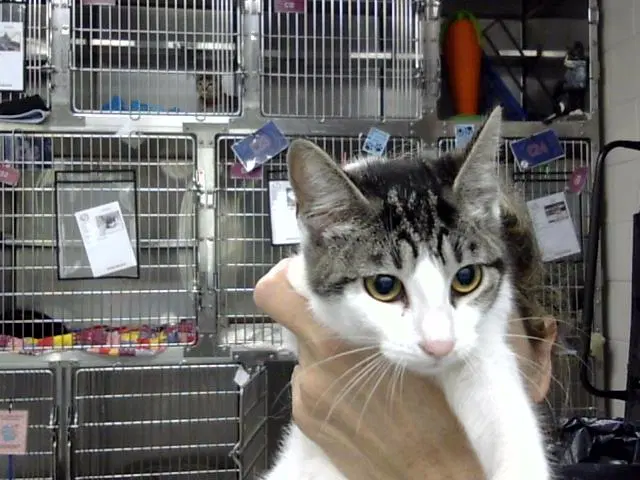 Oreo - Domestic Short Hair