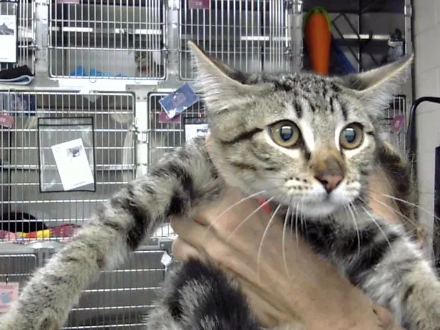 Spade - Domestic Short Hair