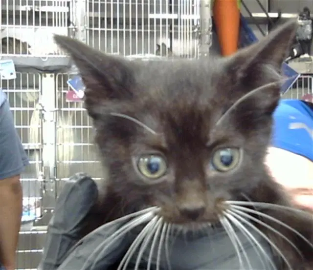 Unknown - Domestic Short Hair