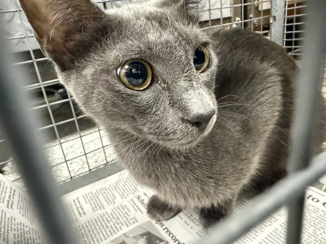 Unknown - Domestic Short Hair
