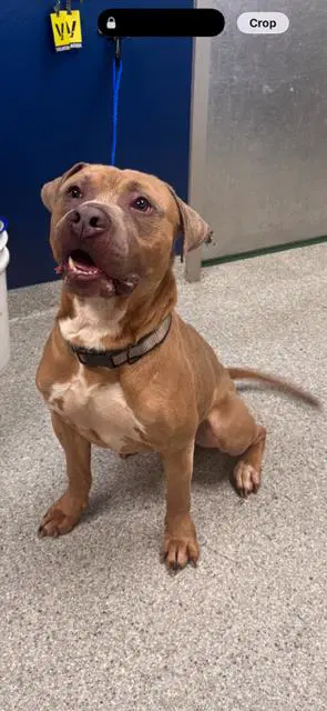 Georgie - American Pit Bull Terrier