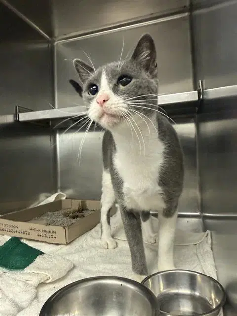 Unknown - Domestic Short Hair