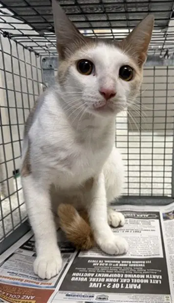Unknown - Domestic Short Hair