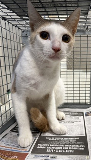 SUSHI, a cat for adoption from The City of Pasadena, Texas