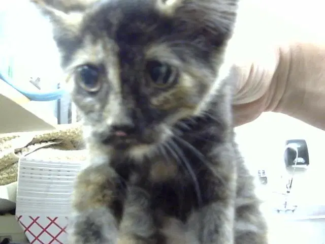 Unknown - Domestic Short Hair