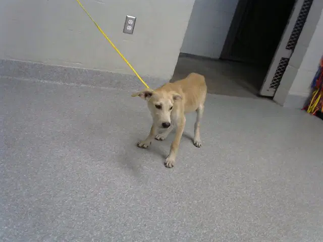 Unknown - Labrador Retriever