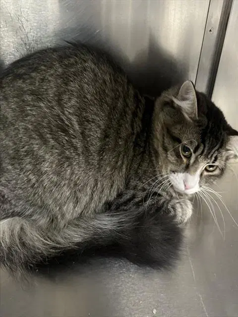 Biscuit - Domestic Medium Hair