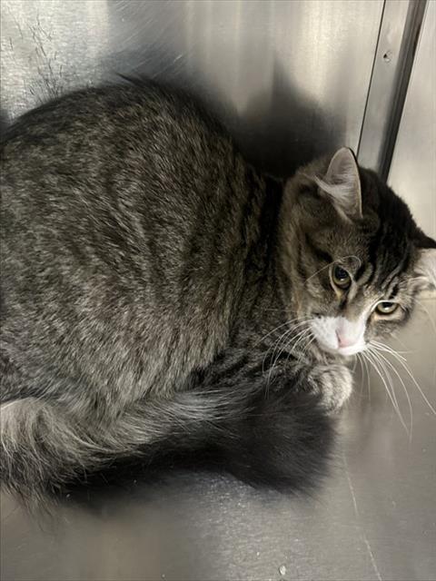 BISCUIT, a cat for adoption from The City of Pasadena, Texas