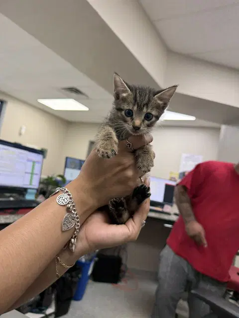 Unknown - Domestic Short Hair