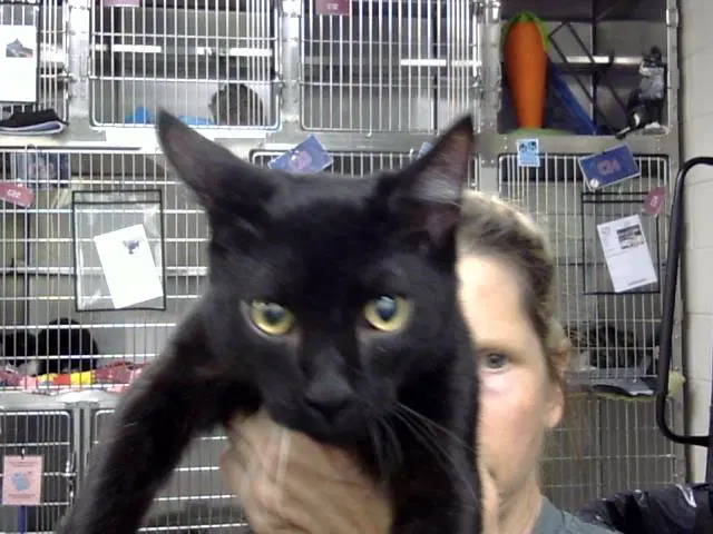 Unknown - Domestic Short Hair