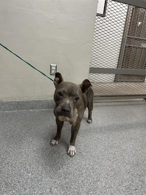 Unknown - Staffordshire Bull Terrier