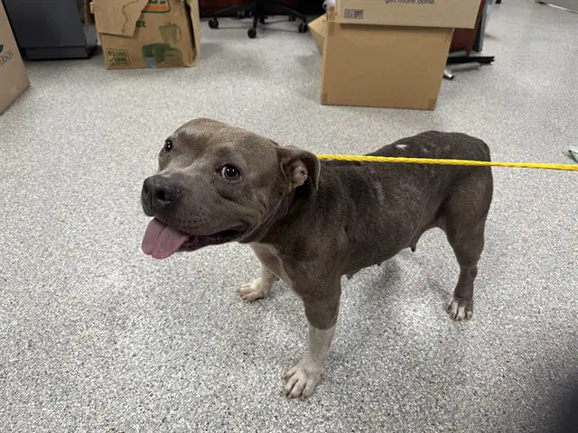 Unknown - Staffordshire Bull Terrier